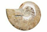 Polished Cretaceous Ammonite (Cleoniceras) Fossil - Madagascar #216049-1